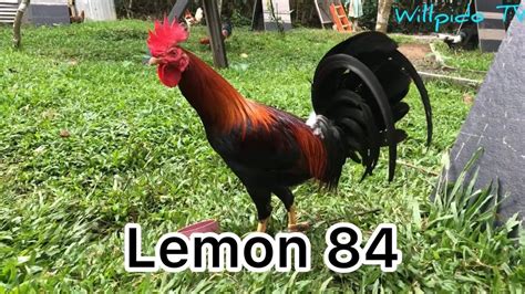 lemon 84|LEMON 84 HISTORY AND CHARACTERISTICS .